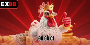 Đá gà C1